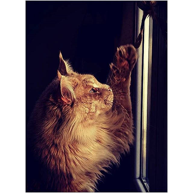 O'Malley participe au concours pour gagner de l'argent avec cette photo : carnivore, cat, ear, felidae, fur, kitten, maine_coon, small_to_medium_sized_cats, square, whiskers