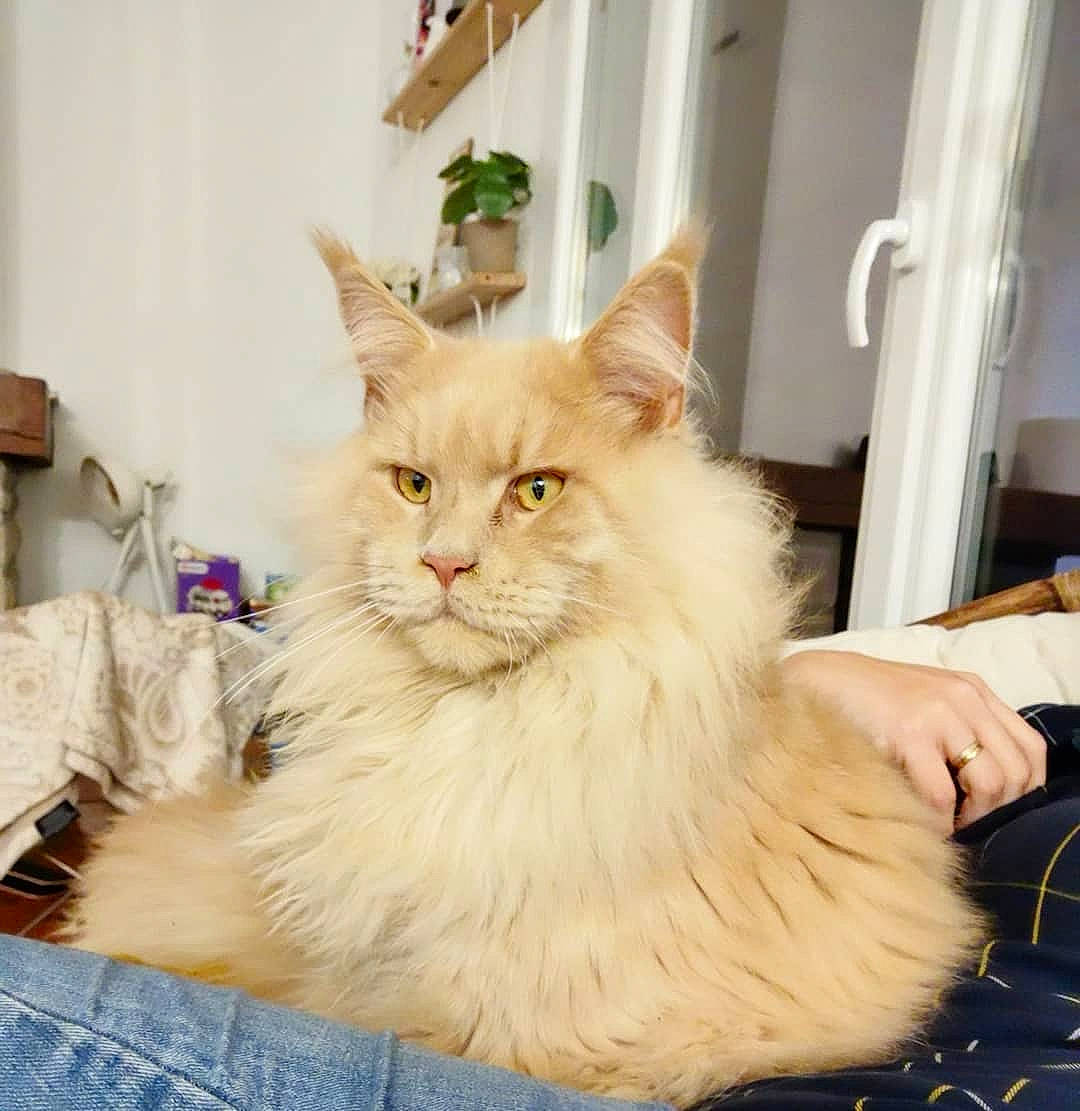 O'Malley a rejoint le concours — aidez-le/la à gagner de superbes lots ! asian_semi_longhair, british_longhair, british_semi_longhair, carnivore, cat, domestic_long_haired_cat, eye, fawn, felidae, maine_coon, mammal, napoleon_cat, norwegian_forest_cat, persian, ragamuffin, ragdoll, siberian, small_to_medium_sized_cats, vertebrate, whiskers