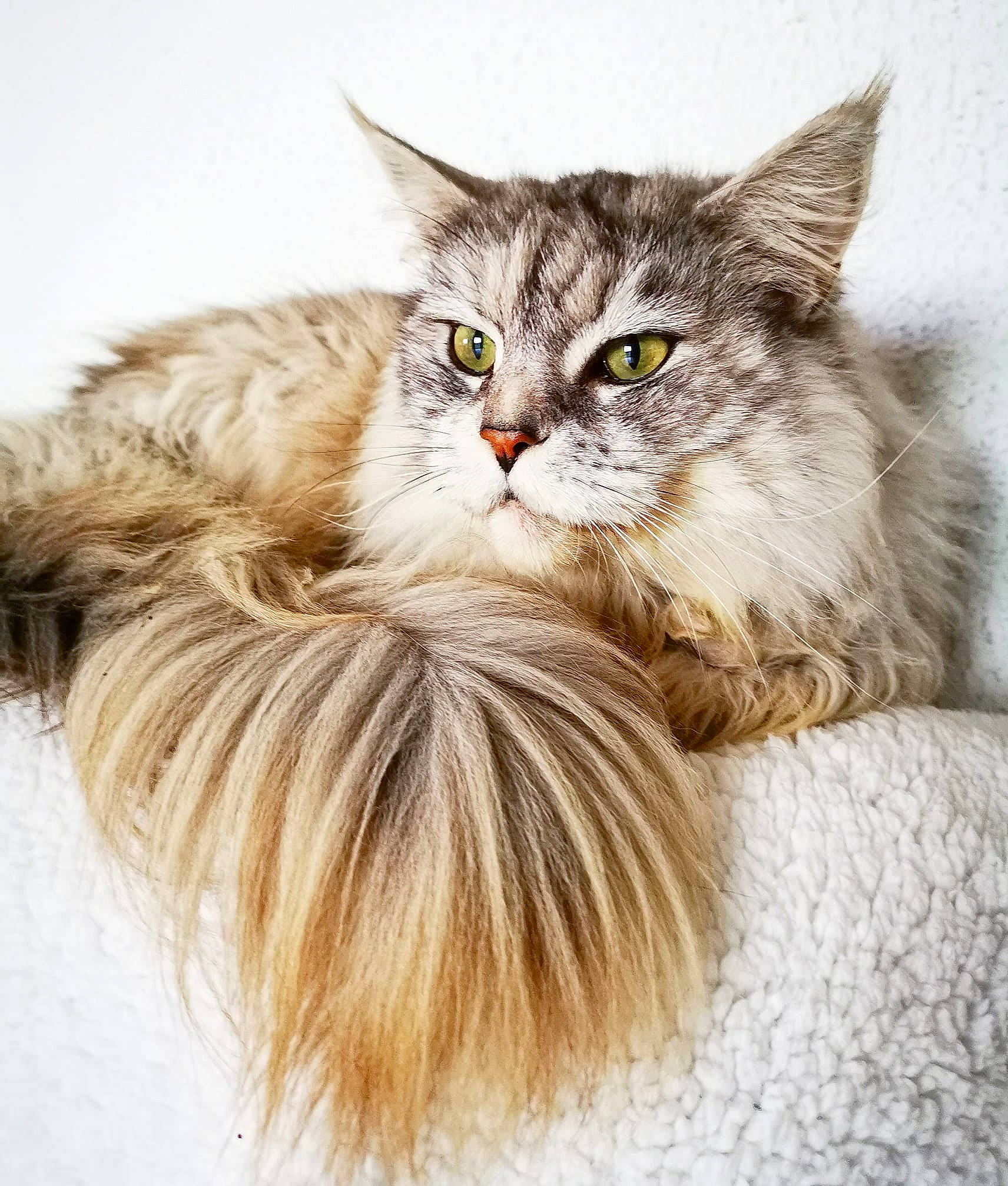 Isalis participe au concours pour gagner de l'argent avec cette photo : asian_semi_longhair, british_longhair, british_semi_longhair, carnivore, cat, domestic_long_haired_cat, domestic_short_haired_cat, european_shorthair, felidae, fur, kitten, maine_coon, mammal, norwegian_forest_cat, ragamuffin, siberian, small_to_medium_sized_cats, tabby_cat, vertebrate, whiskers