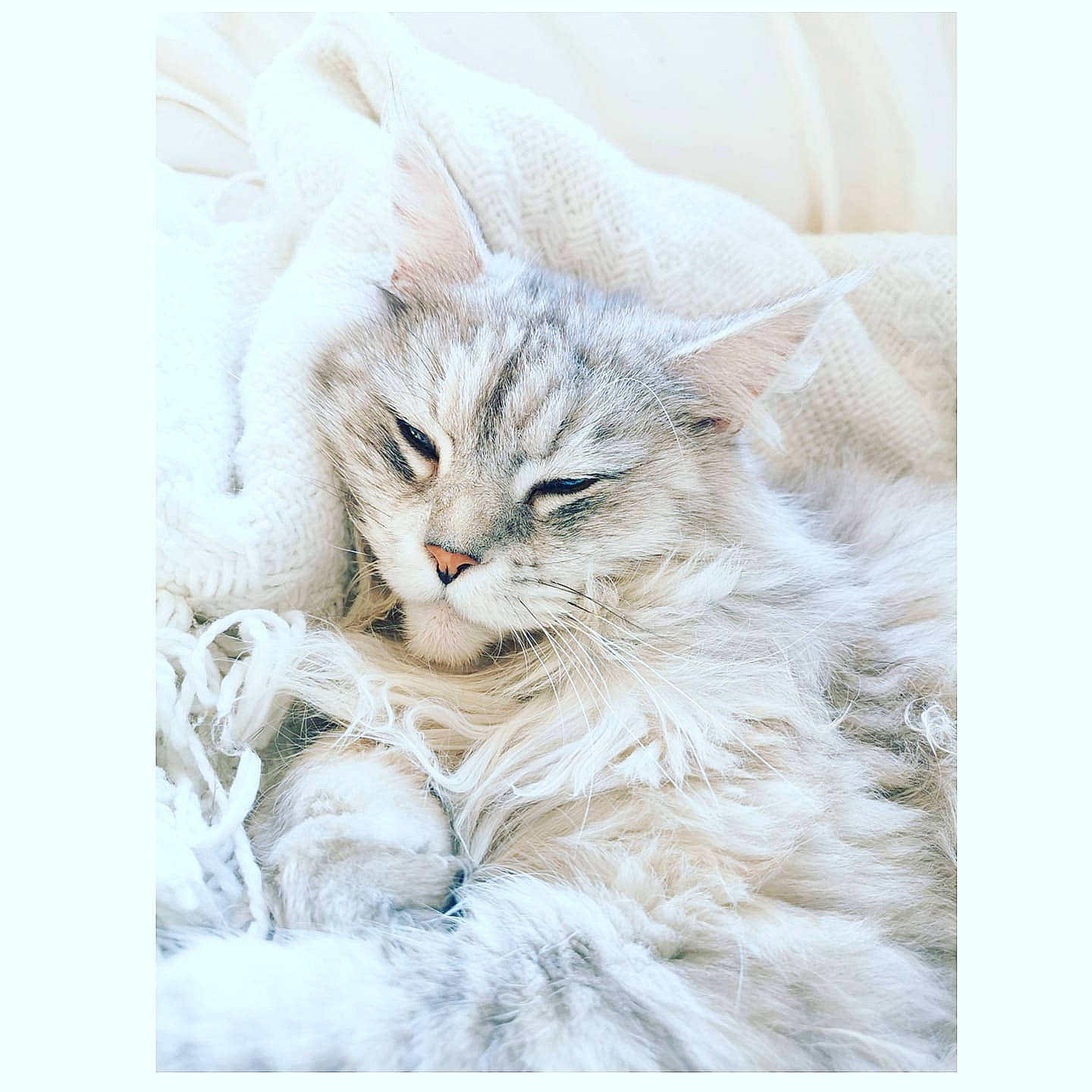 Isalis participe au concours pour gagner de l'argent avec cette photo : british_longhair, british_semi_longhair, burmilla, carnivore, cat, ear, felidae, fur, kitten, maine_coon, mammal, norwegian_forest_cat, persian, ragdoll, siberian, small_to_medium_sized_cats, tabby_cat, whiskers