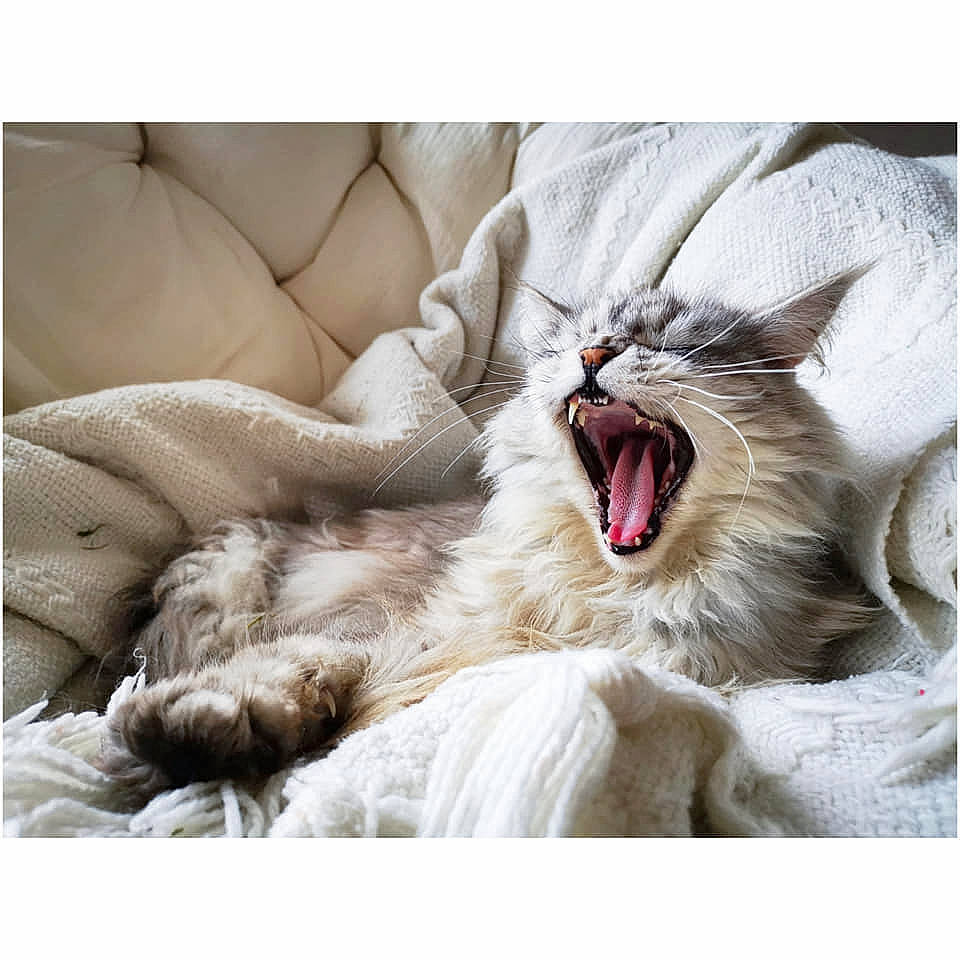 Isalis a rejoint le concours — aidez-le/la à gagner de superbes lots ! carnivore, cat, comfort, ear, facial_expression, felidae, fur, kitten, lion, mouth, nap, norwegian_forest_cat, nose, roar, sleep, small_to_medium_sized_cats, tooth, whiskers, wildlife, yawn