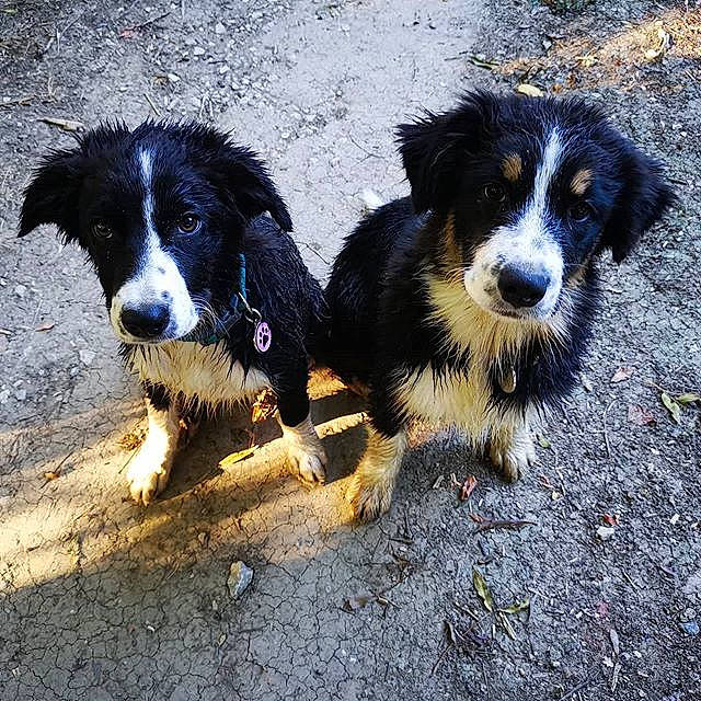 Reyna a rejoint le concours — aidez-le/la à gagner de superbes lots ! australian_collie, bernese_mountain_dog, border_collie, canidae, carnivore, companion_dog, dog, dog_breed, english_shepherd, herding_dog, mammal, rare_breed_dog, snout, sporting_group, stabyhoun, vertebrate, welsh_sheepdog, working_dog