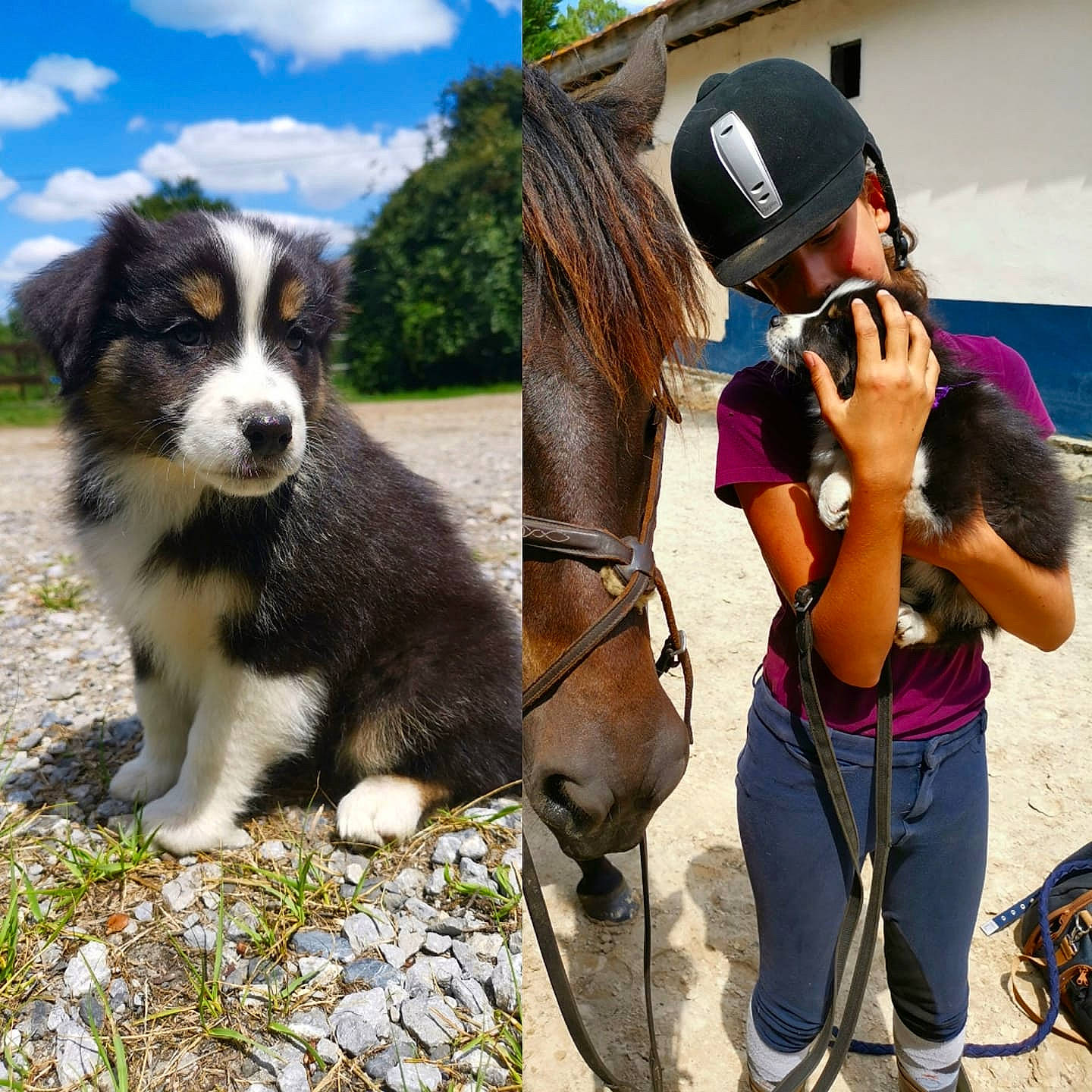 Reyna participe au concours pour gagner de l'argent avec cette photo : adventure, australian_shepherd, bernese_mountain_dog, border_collie, canidae, carnivore, companion_dog, dog, dog_breed, english_shepherd, herding_dog, mammal, miniature_australian_shepherd, photography, vertebrate, working_dog