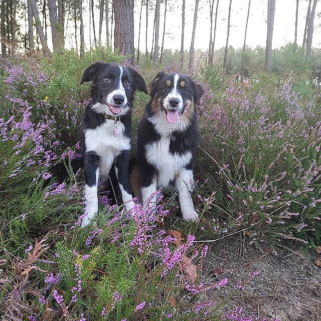 Reyna a rejoint le concours — aidez-le/la à gagner de superbes lots ! australian_collie, australian_shepherd, border_collie, bucovina_shepherd_dog, canidae, carnivore, companion_dog, dog, dog_breed, english_shepherd, herding_dog, mammal, miniature_australian_shepherd, plant, rare_breed_dog, sporting_group, stabyhoun, vertebrate, welsh_sheepdog, working_dog