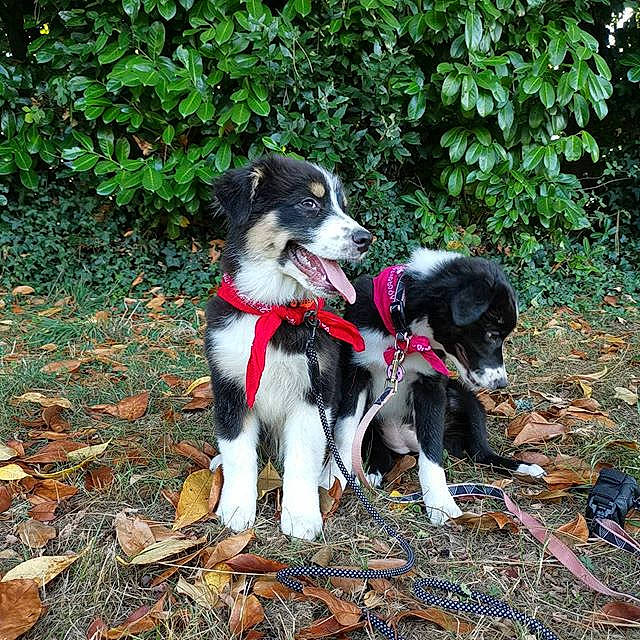 Reyna a rejoint le concours — aidez-le/la à gagner de superbes lots ! adventure, border_collie, canidae, carnivore, companion_dog, dog, dog_breed, english_shepherd, forest, herding_dog, hunting_dog, mammal, mcnab, plant, rare_breed_dog, sporting_group, stabyhoun, vertebrate, walking, working_dog