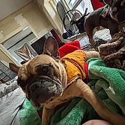 Smokey is registered to the contest to win money with this photo: dog, french_bulldog, small_dog, bed, blanket, green_blanket, yellow_jacket, indoor, fan, window, cozy, pet, fur, cute, portrait, close_up, television, knee, bedding, room