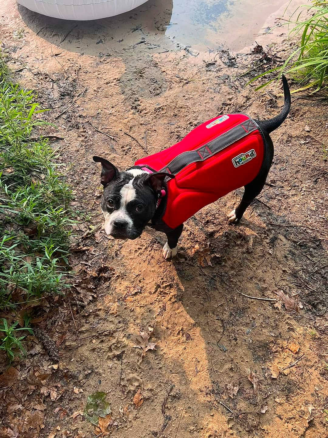 Mae joined the competition — help win amazing prizes! adventure, canidae, carnivore, collar, companion_dog, dog, dog_breed, dog_clothes, dog_collar, dog_supply, fawn, grass, leash, pet_supply, plant, snout, soil, sporting_group, tail, working_animal