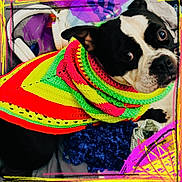 Mae joined the competition — help win amazing prizes! dog, boston_terrier, pet, animal, crochet_blanket, colorful, neon_colors, scarf, headphones, bed, bedding, close_up, wide_eyes, portrait, cozy, handmade, textile, home_interior, playful, framed_border