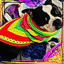 dog, boston_terrier, pet, animal, crochet_blanket, colorful, neon_colors, scarf, headphones, bed, bedding, close_up, wide_eyes, portrait, cozy, handmade, textile, home_interior, playful, framed_border