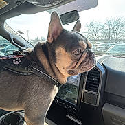 Bugsy joined the competition — help win amazing prizes! dog, french_bulldog, pet, car_interior, dashboard, center_console, cupholder, seat, window, rearview_mirror, harness, leash, paw, ears, portrait, sunlight, parking_lot, trees, windshield, touchscreen
