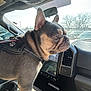 dog, french_bulldog, pet, car_interior, dashboard, center_console, cupholder, seat, window, rearview_mirror, harness, leash, paw, ears, portrait, sunlight, parking_lot, trees, windshield, touchscreen
