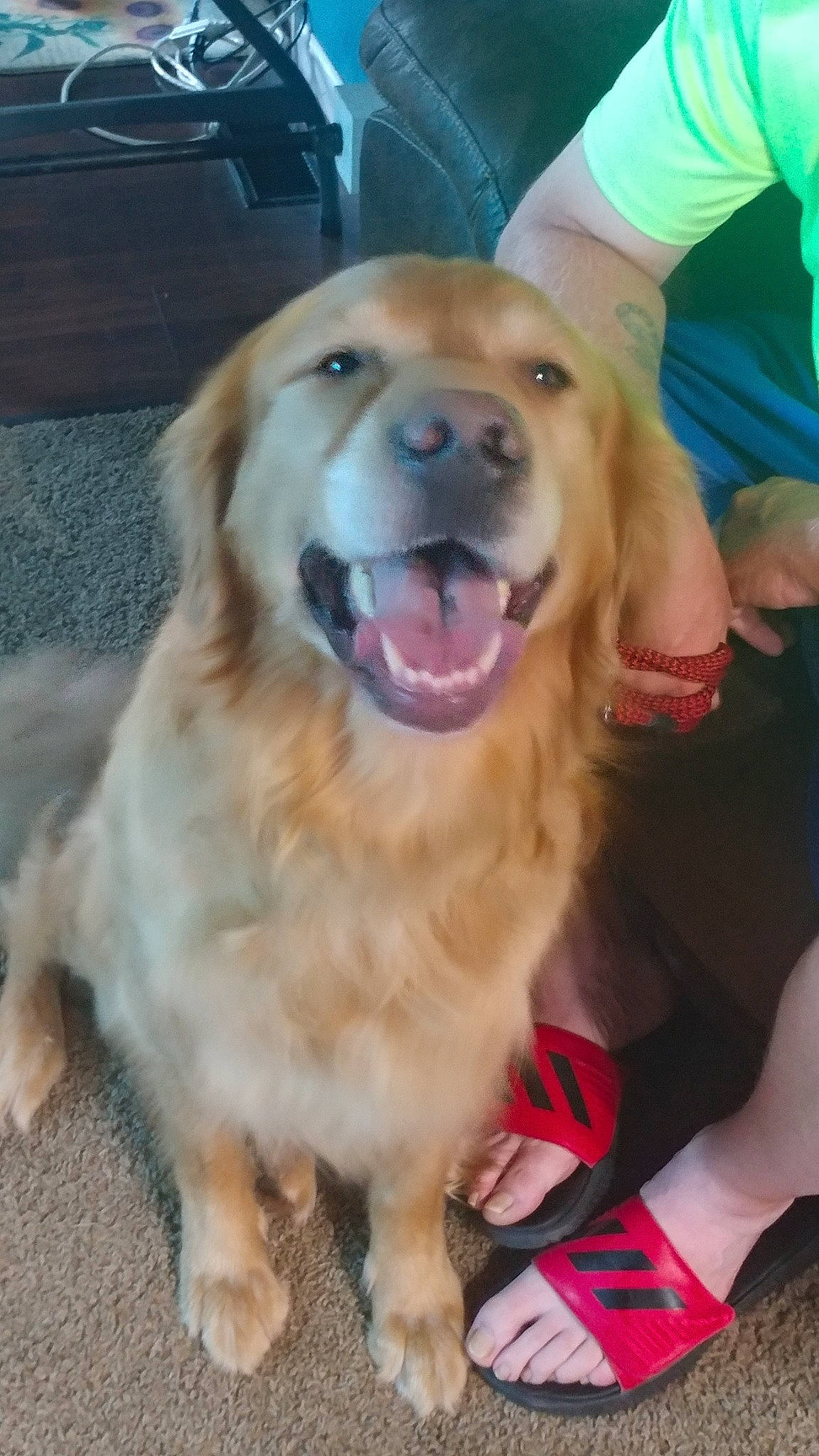 Chase joined the competition — help win amazing prizes! ancient_dog_breeds, canidae, carnivore, companion_dog, dog, dog_breed, fawn, golden_retriever, hovawart, labrador_retriever, mammal, retriever, small_greek_domestic_dog, sporting_group, vertebrate