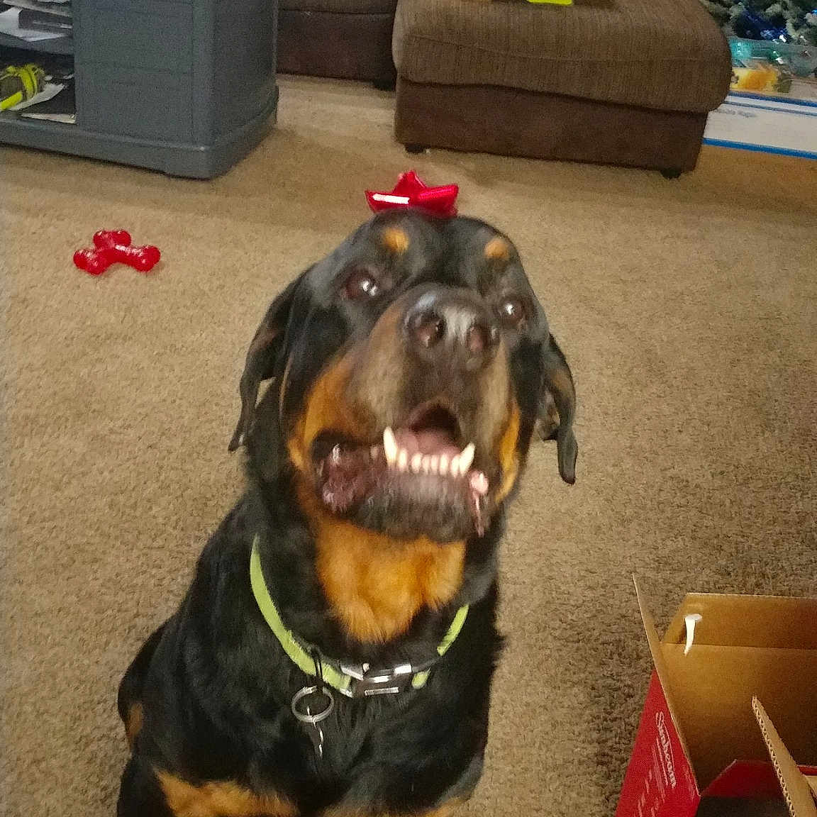 Chase is registered to the contest to win money with this photo: canidae, carnivore, companion_dog, dachshund, dog, dog_breed, guard_dog, hunting_dog, mammal, rottweiler, snout, sporting_group, tyrolean_hound, working_dog