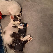Sprout is registered to the contest to win money with this photo: animal, black_and_white, blanket, cat, companion, cozy, cute, dog, fur, home, indoor, kitten, lying_down, paw, pet, playful, relaxing, remote_control, resting, soft