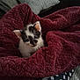 Sprout joined the competition — help win amazing prizes! animal, black_and_white, blanket, cat, comfort, cozy, cute, fur, fur_pattern, home, indoor, kitten, pattern, pet, pillow, resting, small, snuggled, soft, young