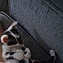 Sprout is registered to the contest to win money with this photo: animal, black_and_white, blurred, cat, couch, cozy, cute, dim_light, domestic_animal, fabric, feline, fur, indoor, paw, pet, relaxing, resting, sleeping, tail, whiskers
