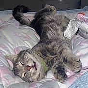 Scar joined the competition — help win amazing prizes! cat, tabby_cat, sleeping, bed, quilt, paw, fur, pet, domestic_animal, indoor, relaxed, cozy, animal, whiskers, cute, feline, collar, tag, resting, mammal