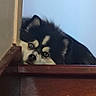 animal, black_and_white, curious, dog, ears, eyes, face, fluffy, funny_expression, fur, home, indoors, looking_at_camera, nose, pet, portrait, puppy, resting, staircase, wooden_ledge