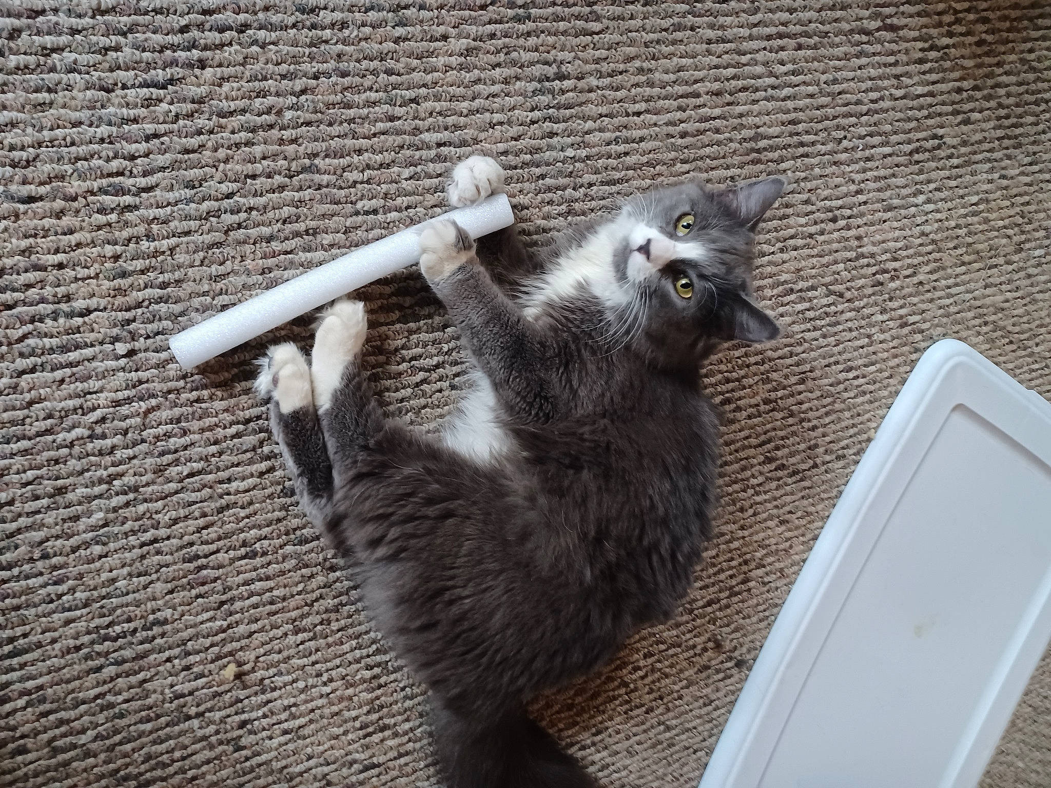 Ruby joined the competition — help win amazing prizes! carnivore, claw, domestic_short_haired_cat, felidae, fur, grey, lemur, metal, paw, procyonidae, shadow, small_to_medium_sized_cats, snout, tail, terrestrial_animal, whiskers, wildlife, wood