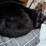 Shadow is registered to the contest to win money with this photo: black_cat, cat, sleeping, curled_up, fur, pet, bed, blanket, nightstand, furniture, indoor, close_up, whiskers, ear, tail, cozy, nap, domestic_cat, bedding, gray_grid_pattern