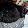 black_cat, cat, sleeping, curled_up, fur, pet, bed, blanket, nightstand, furniture, indoor, close_up, whiskers, ear, tail, cozy, nap, domestic_cat, bedding, gray_grid_pattern