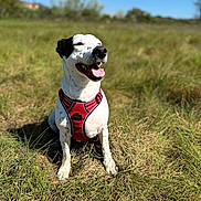 Dolly participe au concours pour gagner de l'argent avec cette photo : dog, canine, pet, harness, red_harness, grass, field, outdoor, nature, sunny, blue_sky, tongue_out, happy, sitting, daytime, animal, mammal, black_and_white, ears, snout