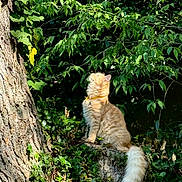 Dolly a rejoint le concours — aidez-le/la à gagner de superbes lots ! animal, bush, cat, collar, curious, daylight, feline, fluffy, forest, greenery, leaves, nature, orange_cat, outdoor, pet, sitting, sunlight, tree_stump, tree_trunk, wildlife