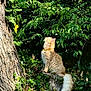 animal, bush, cat, collar, curious, daylight, feline, fluffy, forest, greenery, leaves, nature, orange_cat, outdoor, pet, sitting, sunlight, tree_stump, tree_trunk, wildlife