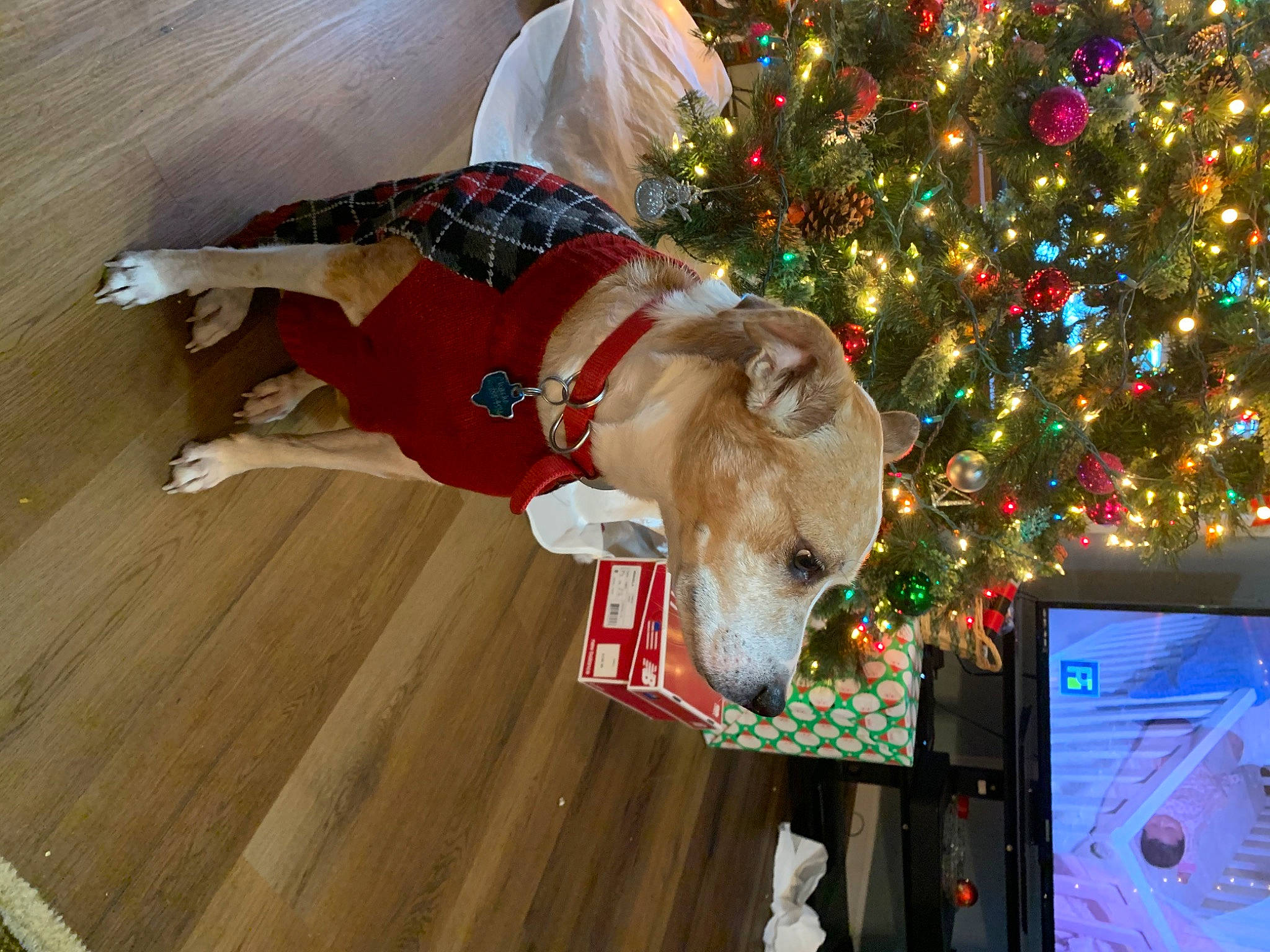 Chacho The Muchacho is registered to the contest to win money with this photo: carnivore, christmas, christmas_decoration, christmas_ornament, christmas_tree, companion_dog, dog_breed, event, fawn, flooring, fur, hardwood, holiday, holiday_ornament, ornament, sporting_group, varnish, wood, wood_stain, working_animal