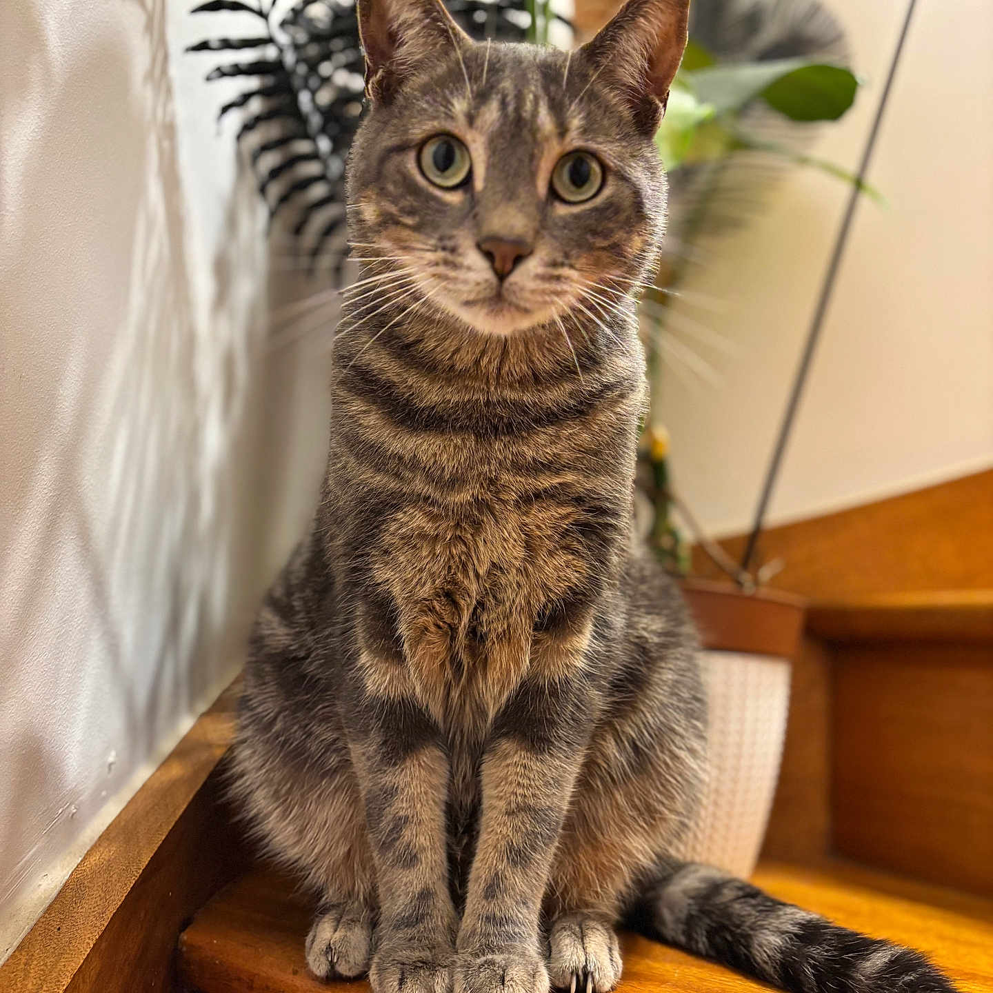 Saïko