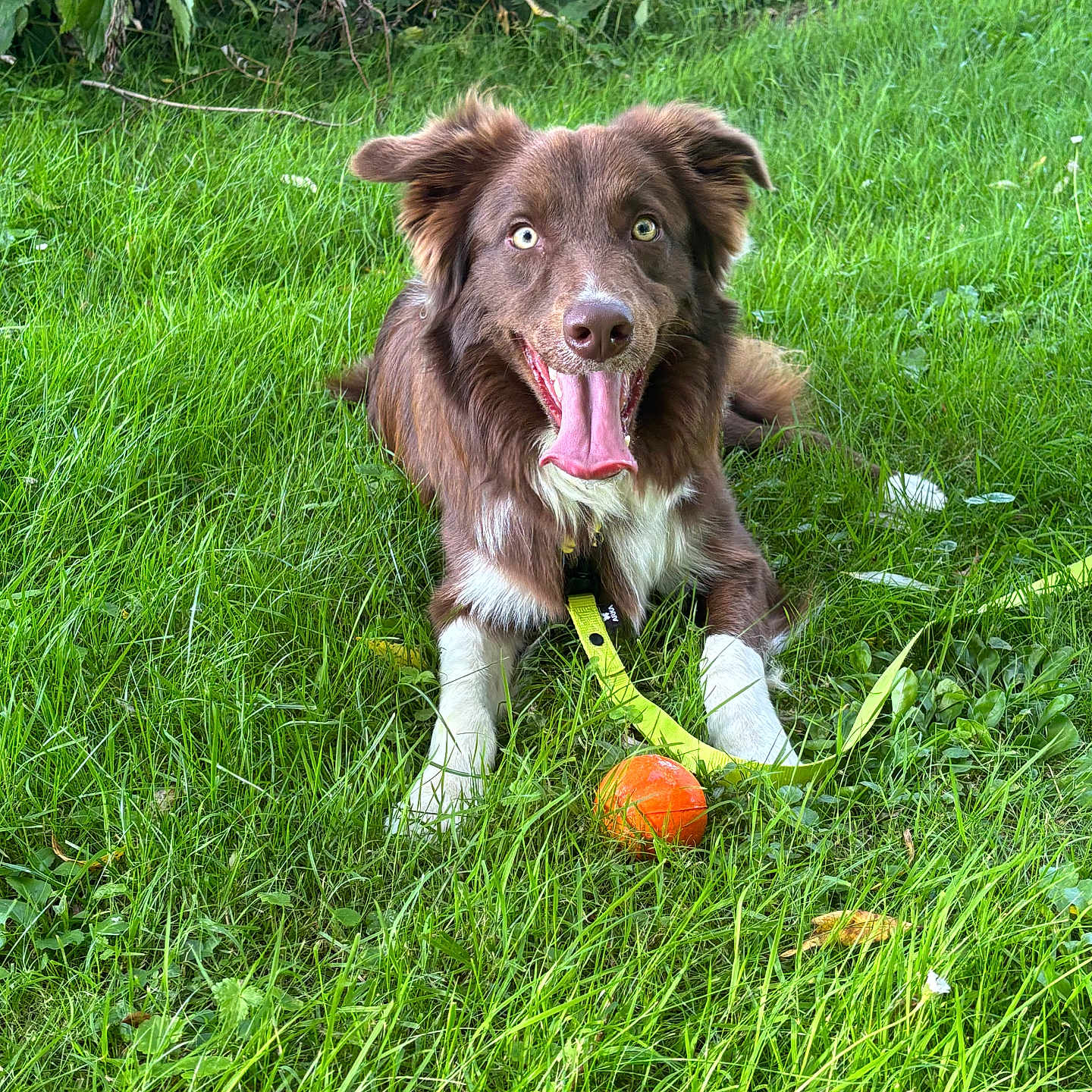 Milo participe au concours pour gagner de l'argent avec cette photo : animal, ball, canine, dog, field, football, grass, grassland, lawn, nature, outdoors, pet, plant, puppy, soccer, soccerball, sport, tennis, tennisball, vegetation