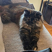 Ara Miu Miu is registered to the contest to win money with this photo: animal, black, brown, cat, couch, cozy, curious, domestic, feline, fluffy, fur, home, indoor, orange, paws, pet, relaxed, resting, stretching, tortoiseshell