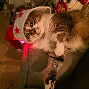 Lulu participe au concours pour gagner de l'argent avec cette photo : cat, santa_hat, holiday, christmas_tree, decoration, couch, fluffy, indoor, pet, relaxed, festive, red, white, stars, fur, animal, cozy, christmas, ornament, wood_floor