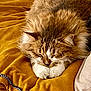 Lulu participe au concours pour gagner de l'argent avec cette photo : cat, sleeping, fluffy, fur, cushion, mustard_yellow, cozy, pet, domestic_animal, whiskers, paws, relaxed, indoor, feline, nap, resting, soft_texture, closeup, cute, comfortable