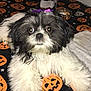 dog, black_and_white, fluffy, bow, purple_bow, tablecloth, halloween, jack_o_lantern, orange, stars, table, indoor, curious, pet, animal, face, fur, lying_down, wide_eyes, decor