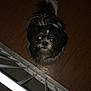 dog, small_dog, black_and_white, fluffy, looking_up, wooden_floor, indoor, pet, animal, flash, glowing_eyes, railing, metal, flooring, cute, companion, domestic_animal, fur, canine, night