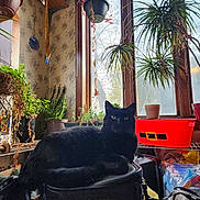 Smudge is registered to the contest to win money with this photo: black_cat, cat, indoor, plant, potted_plant, window, stool, furniture, sunlight, red_container, decor, hanging_plant, leafy_plant, cozy, animal, pet, home, relaxing, yellow_eyes, shadow