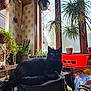 black_cat, cat, indoor, plant, potted_plant, window, stool, furniture, sunlight, red_container, decor, hanging_plant, leafy_plant, cozy, animal, pet, home, relaxing, yellow_eyes, shadow