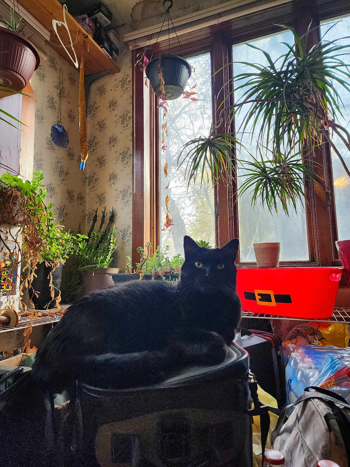 Smudge is registered to the contest to win money with this photo: black_cat, cat, indoor, plant, potted_plant, window, stool, furniture, sunlight, red_container, decor, hanging_plant, leafy_plant, cozy, animal, pet, home, relaxing, yellow_eyes, shadow