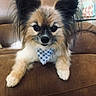 animal, bandana, blue_bandana, brown_couch, companion, cute, dog, domestic_animal, ears, fluffy, friendly, front_view, fur, home, indoor, living_room, pet, portrait, relaxed, small_dog