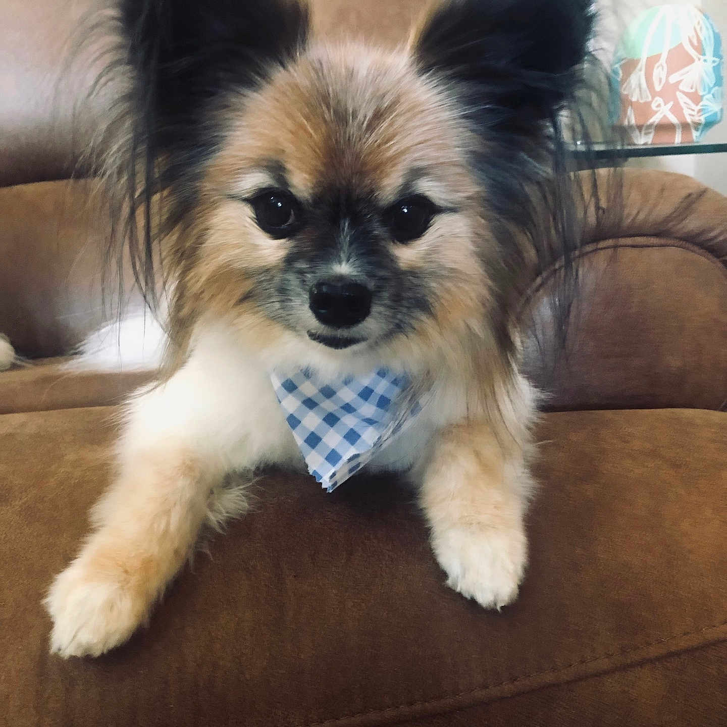 Jesse Pinkman is registered to the contest to win money with this photo: animal, bandana, blue_bandana, brown_couch, companion, cute, dog, domestic_animal, ears, fluffy, friendly, front_view, fur, home, indoor, living_room, pet, portrait, relaxed, small_dog