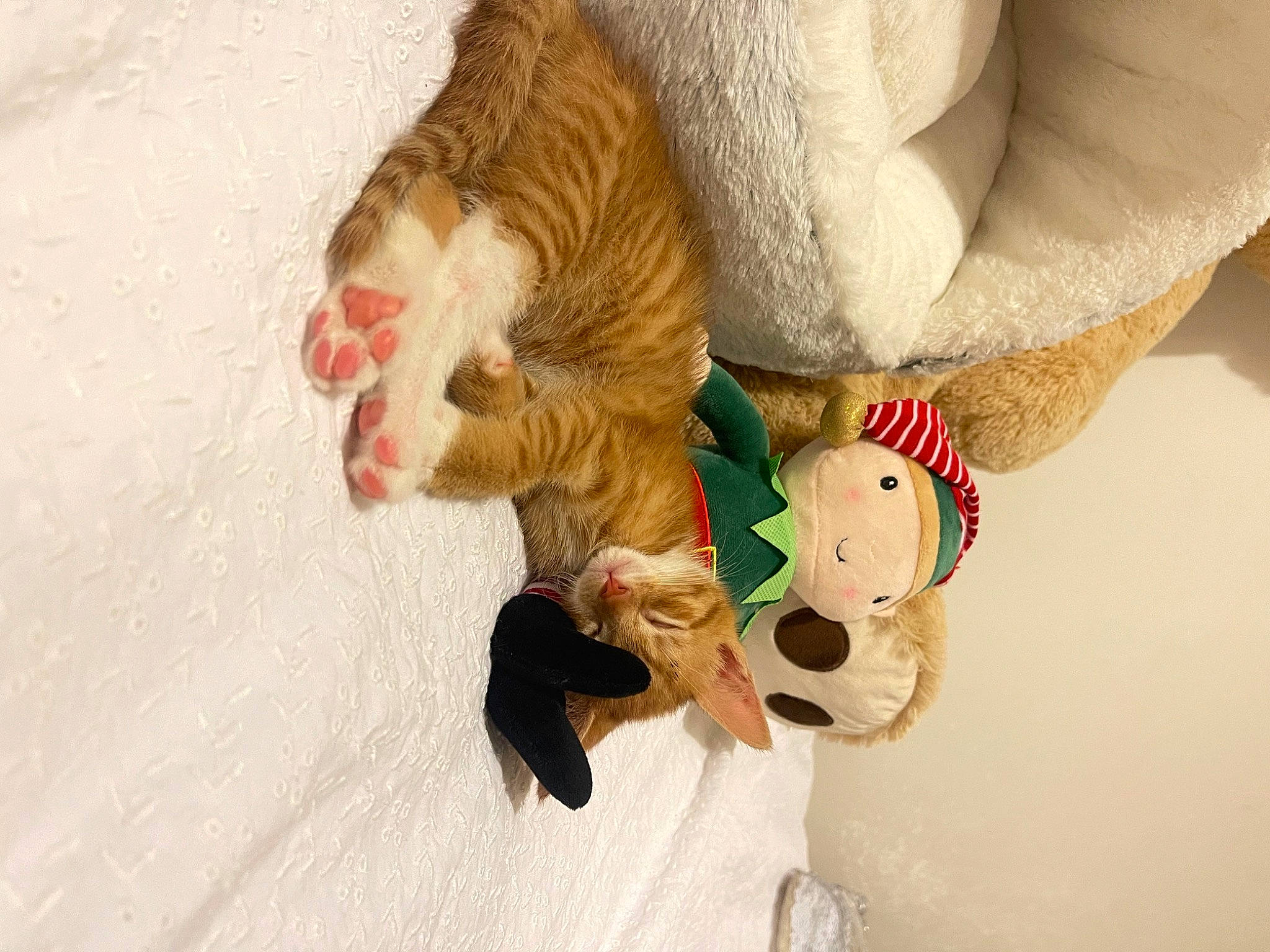 Kenzo joined the competition — help win amazing prizes! art, canidae, comfort, companion_dog, dog_breed, fawn, felidae, foot, fur, gesture, happy, human_body, human_leg, plush, snout, sporting_group, stuffed_toy, tail, toy, wood