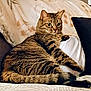animal, blanket, cat, comfortable, couch, ears, feline, fur, home, indoor, looking_away, pet, pillow, relaxed, resting, seated, striped, tabby_cat, tail, whiskers