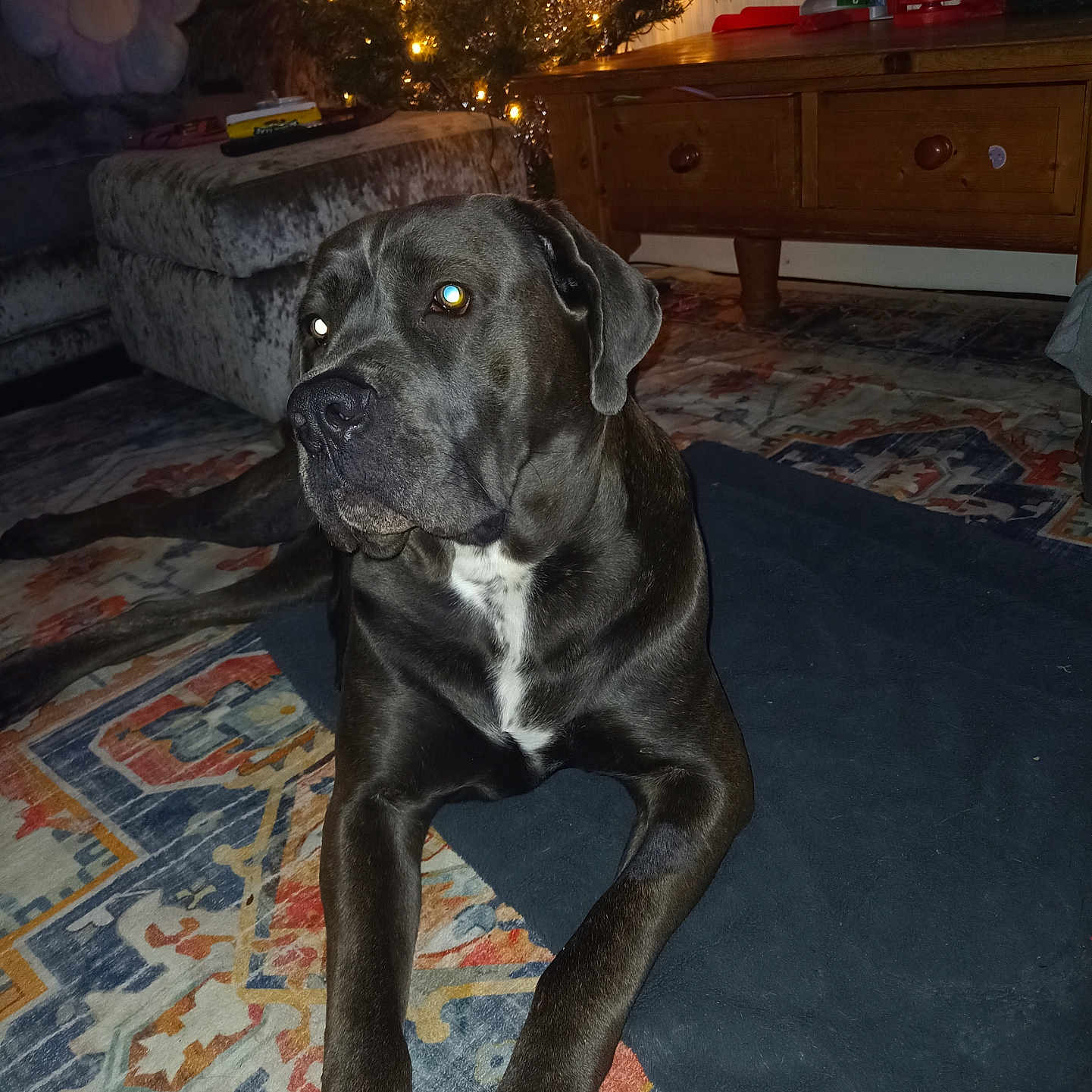 Zena joined the competition — help win amazing prizes! animal, architecture, boxer, building, bulldog, canine, couch, dog, furniture, greatdane, hound, indoors, labradorretriever, livingroom, person, pet, pitbull, pointer, room, wood