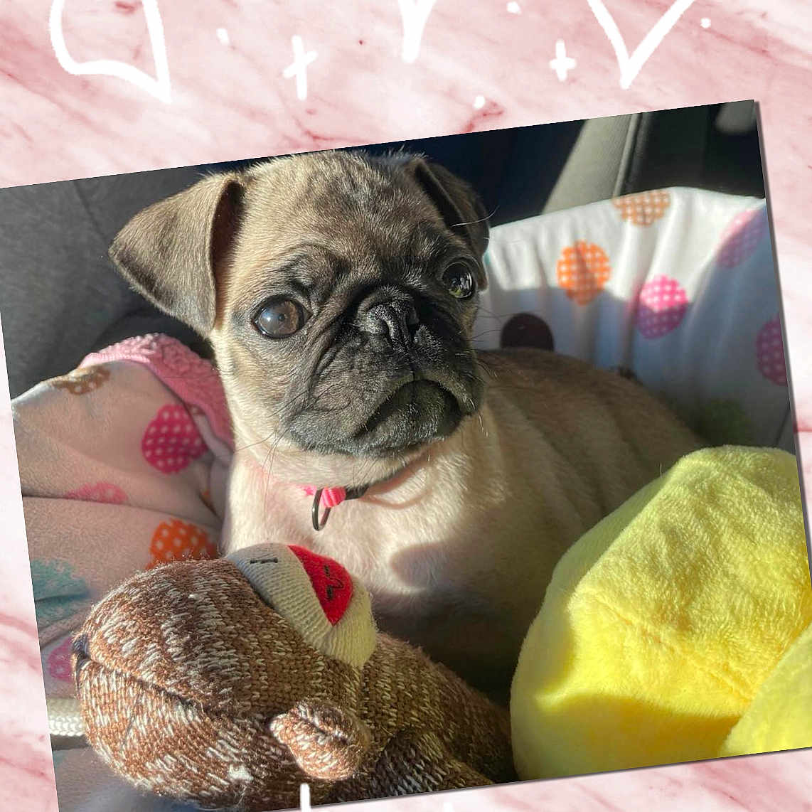 Angel joined the competition — help win amazing prizes! animal, bird, boxer, bulldog, canine, dog, envelope, face, frenchbulldog, greetingcard, head, mail, person, pet, photography, portrait, pug, puppy, quilt, text