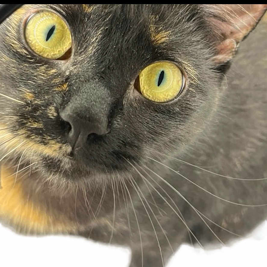 Luna joined the competition — help win amazing prizes! abyssinian, angora, animal, art, blackcat, brasssection, cat, collage, computerhardware, egyptiancat, electronics, hardware, horn, kitten, manx, monitor, musicalinstrument, pet, screen, snout