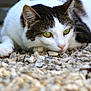 Terrine participe au concours pour gagner de l'argent avec cette photo : cat, green_eyes, lying, rocks, outdoor, close_up, animal, white_fur, brown_fur, feline, nature, pet, whiskers, ears, paws, curious, alert, resting, ground, mammal