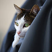 Terrine a rejoint le concours — aidez-le/la à gagner de superbes lots ! animal, blurred_background, cat, close_up, curious, cute, ears, face, feline, fur, gray_fabric, green_eyes, indoor, looking, nose, pet, portrait, side_view, soft_focus, whiskers