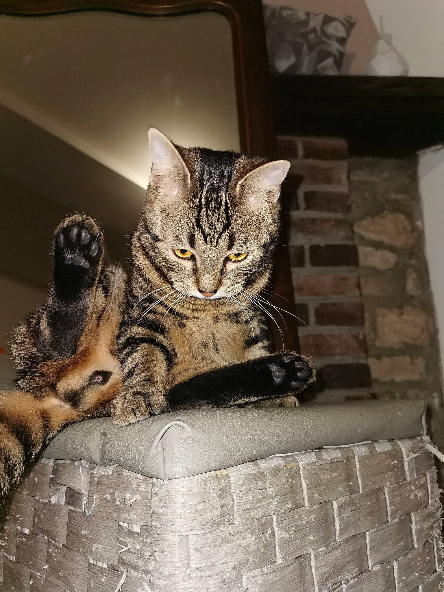 Iyo a rejoint le concours — aidez-le/la à gagner de superbes lots ! carnivore, cat, cat_supply, claw, comfort, domestic_short_haired_cat, door, felidae, fur, grey, metal, paw, sitting, small_to_medium_sized_cats, snout, tail, terrestrial_animal, whiskers, window, wood