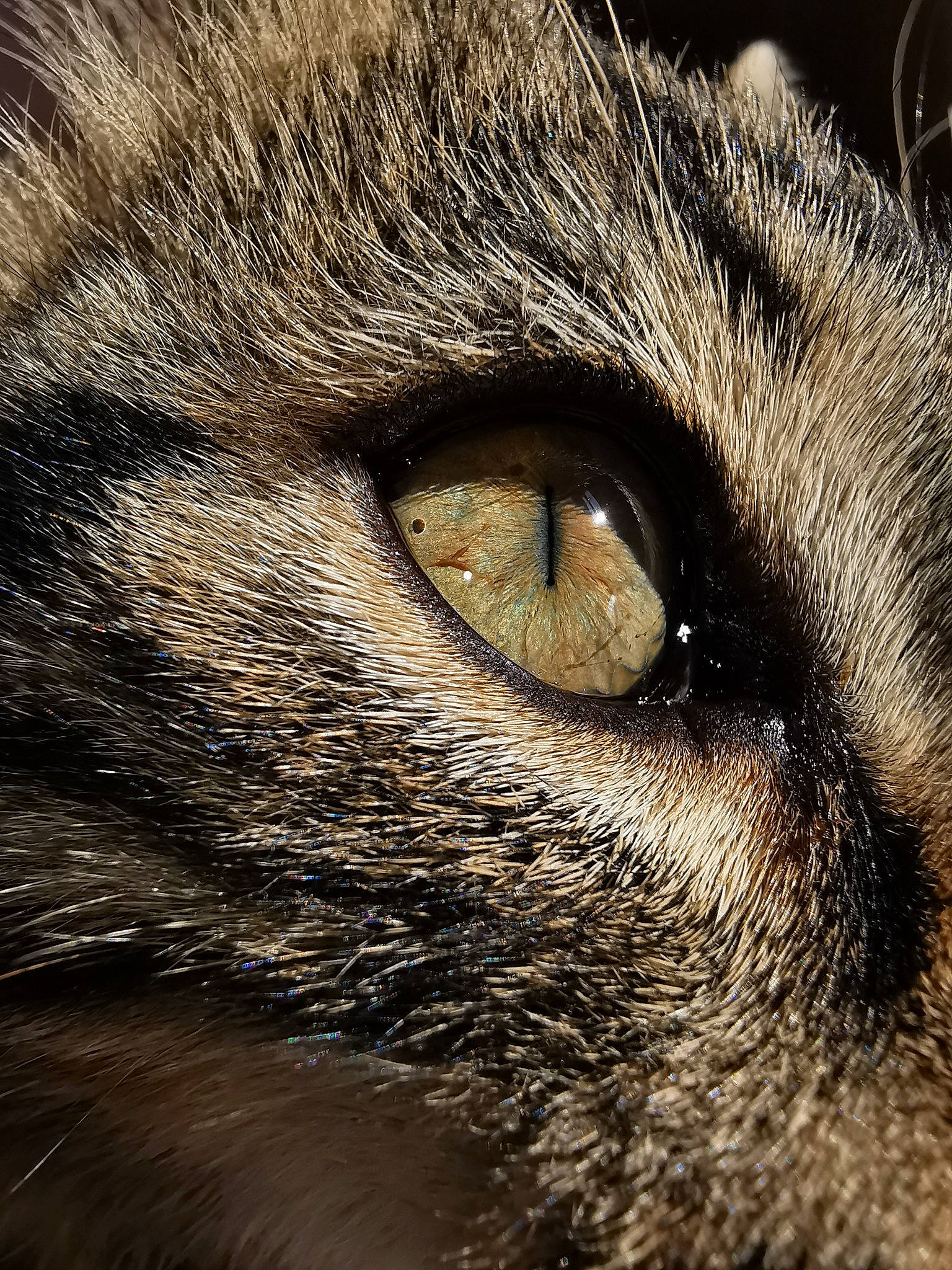 Iyo participe au concours pour gagner de l'argent avec cette photo : carnivore, cat, darkness, domestic_short_haired_cat, eyelash, fang, felidae, fur, grey, head, macro_photography, monochrome, small_to_medium_sized_cats, snout, terrestrial_animal, whiskers, wildlife